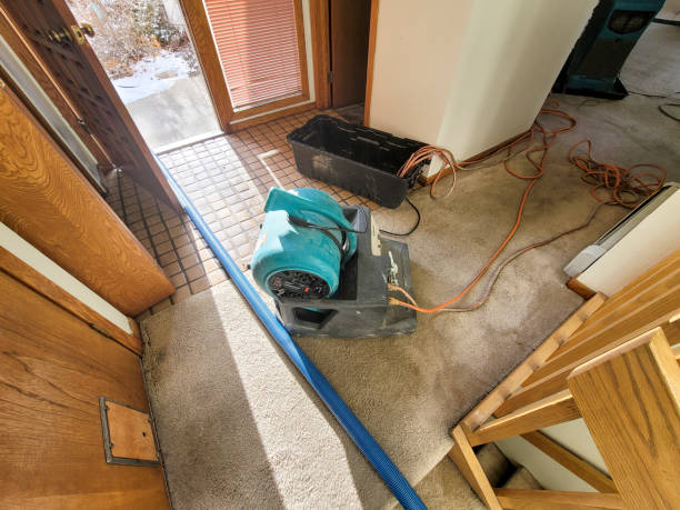 Best Mold removal after water damage  in Freeman, SD